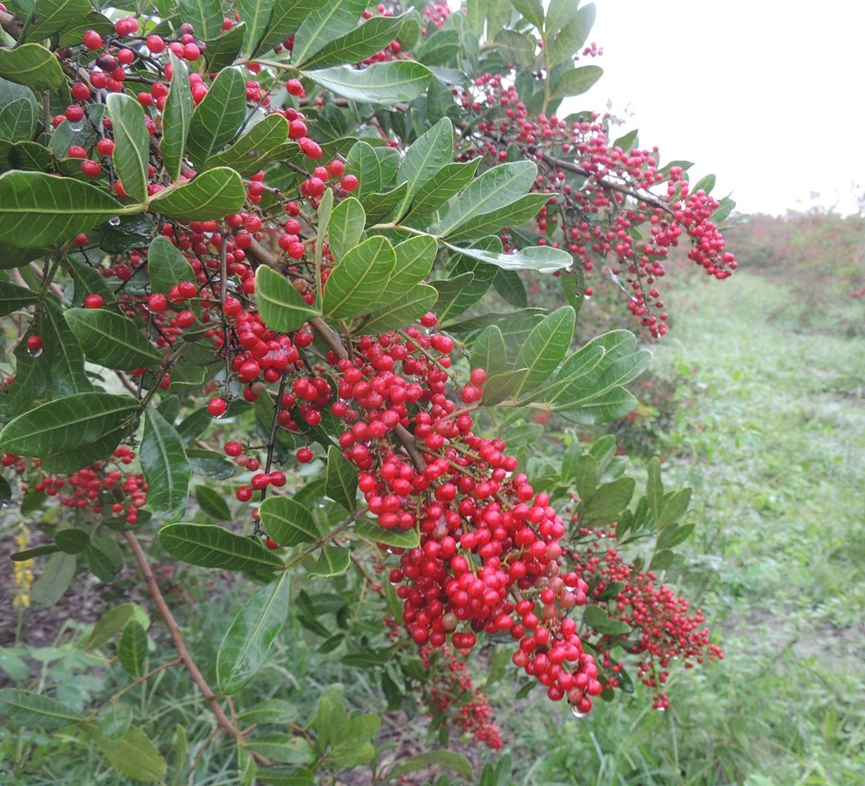 A programação abrange demonstrações de processos de beneficiamento e extração do óleo da pimenta-rosa e mel de aroeira; Dia de Campo de boas práticas e agregação de valor; oficina de biofertilizantes, entre outros