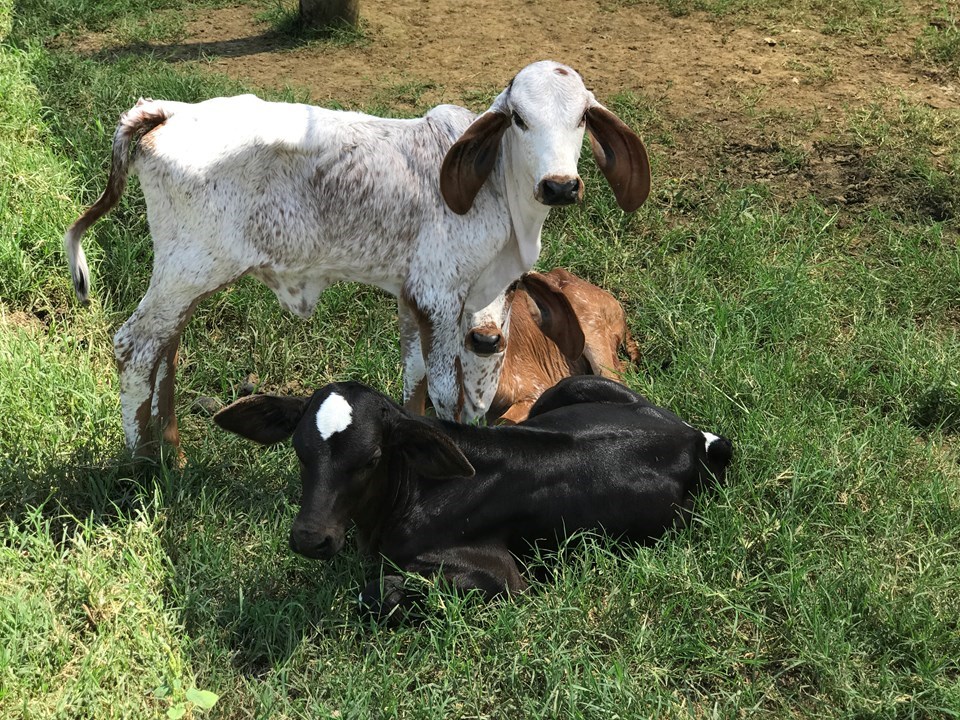 A vacinação dos bovinos e bubalinos é a principal forma de prevenção da doença