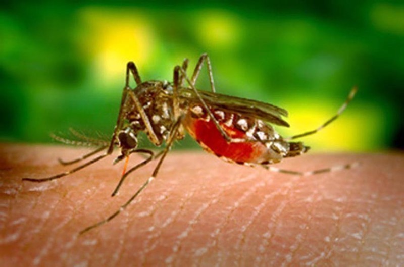 Primeiro contágio pela dengue não garante imunidade aos quatro sorotipos da doença